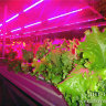 Светильник с лампой для растений светодиодный 9Вт 600мм фитолампа для рассады и выращивания растений (Phyto-9W-600mm-grow)